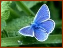 L'Argus bleu